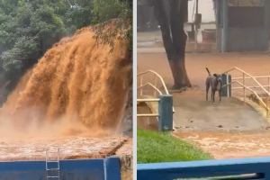 Cachorro fica ilhado após aumento do volume de água na Cachoeira de Cambuci; animal passa bem