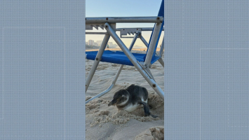 Pinguim dá ‘rolezinho’ na Praia de Ipanema, se abriga em cadeira de praia e surpreende banhistas