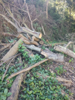 Polícia Ambiental identifica desmatamento em área de preservação permanente em Vassouras