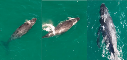 Vídeo registra filhote de baleia-jubarte pela primeira vez na temporada 2026 em Arraial do Cabo