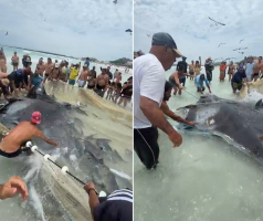 Pescadores se mobilizam e salvam raia gigante presa em rede de pesca em Arraial do Cabo: 'Foi embora, solta e com vida'; VÍDEO