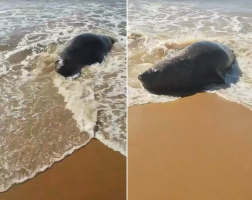 Elefante-marinho é encontrado em praias de São João da Barra