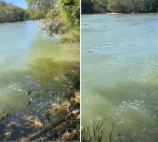 Espuma e mau cheiro voltam a ser registrados no Rio Pomba, no Noroeste Fluminense
