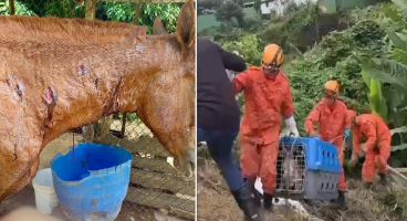 Pitbulls são resgatados pelos Bombeiros após ataque a um cavalo em Petrópolis